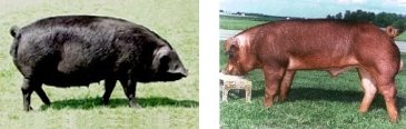 Cerdos Large Black (izquierda) y Duroc (derecha)